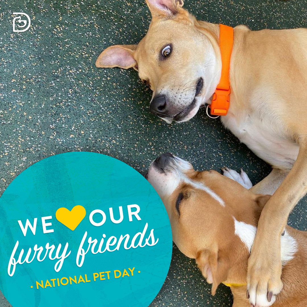 Happy April, Pet Parents!