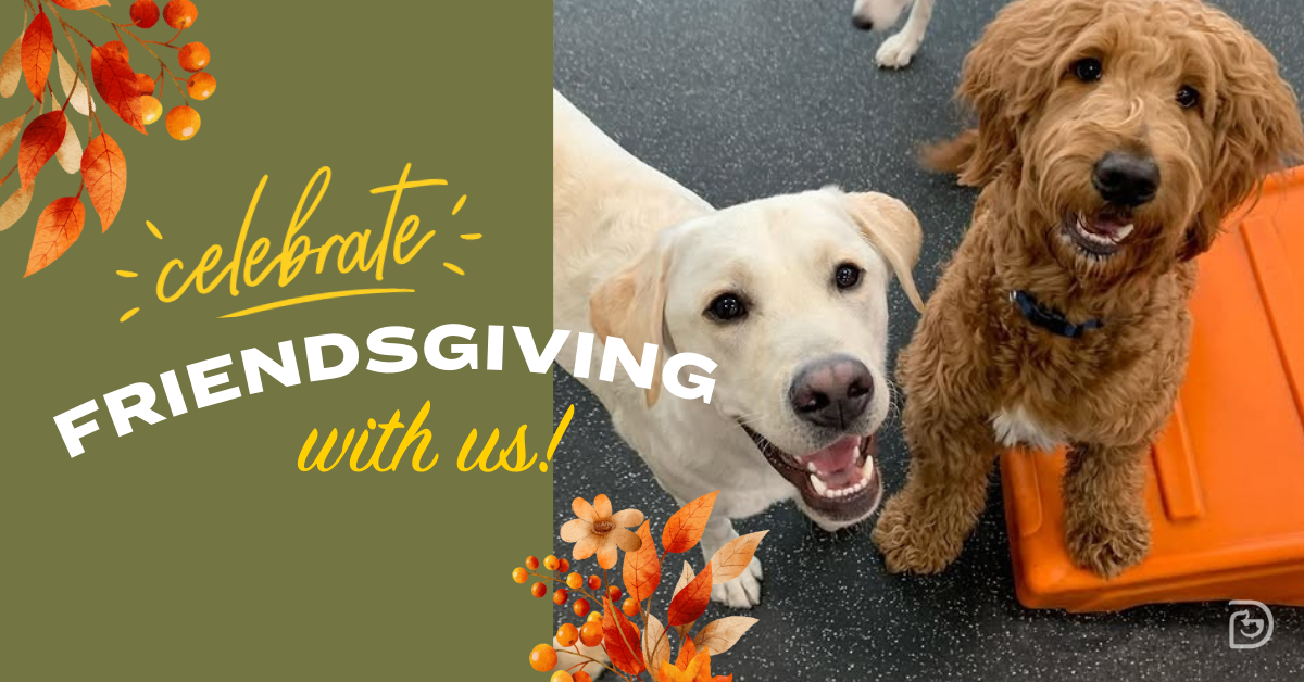 aaf51dae-d9e1-4912-aaa0-501ea6ad1521 image